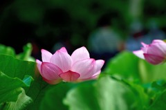 胴上げ