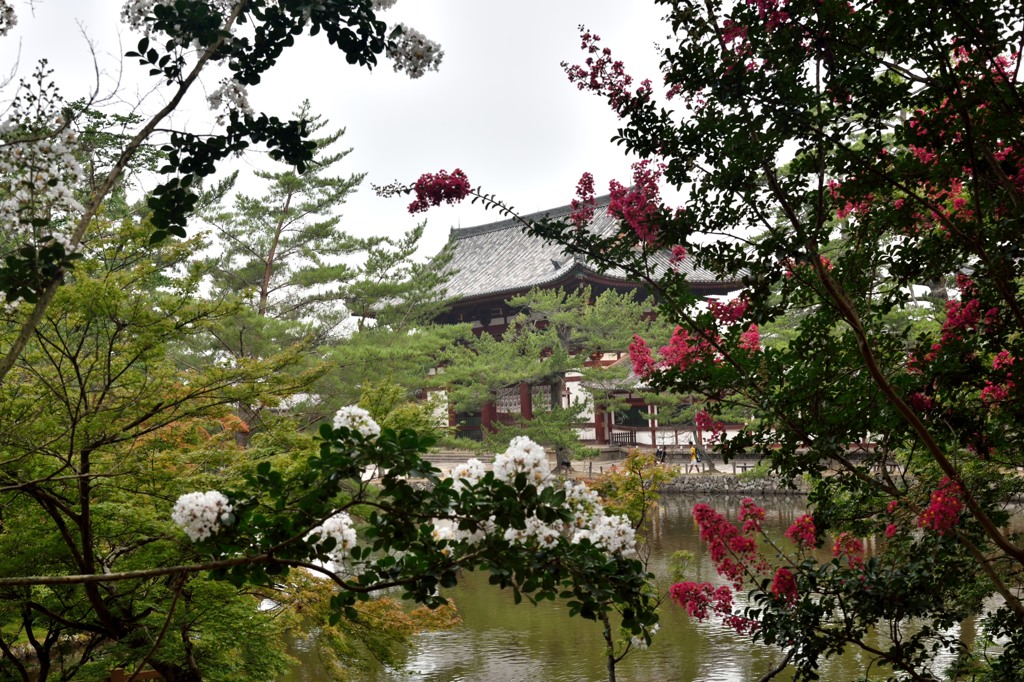 「奈良公園」撮歩06