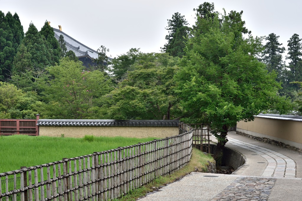 「奈良公園」撮歩16