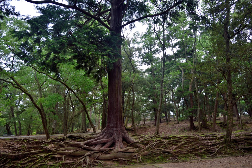 「奈良公園」撮歩07