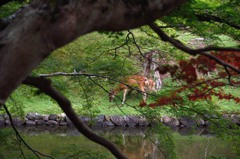 「奈良公園」撮歩05