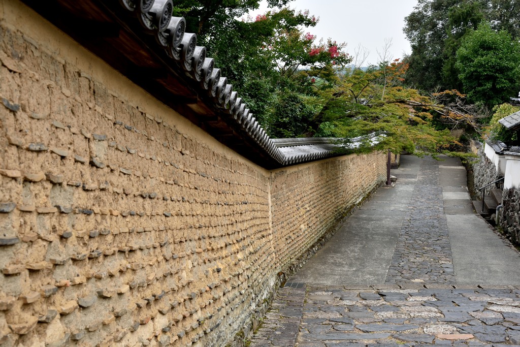 「奈良公園」撮歩15