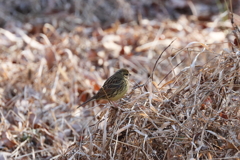 アオジさん