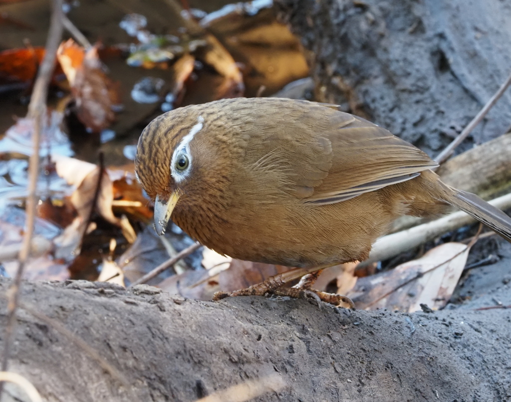 ガビチョウの若ですかね