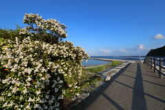 花・海・影