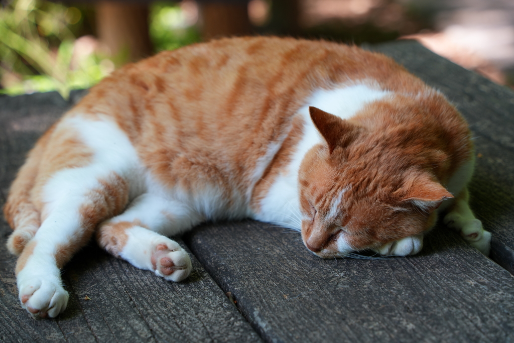 ねむり猫
