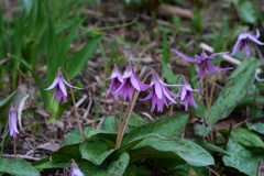 カタクリの花