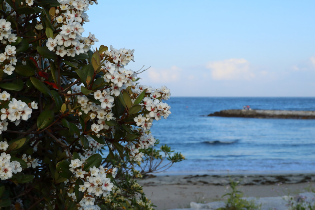 海と花