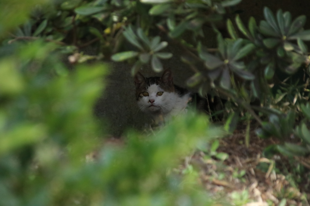 どうした？