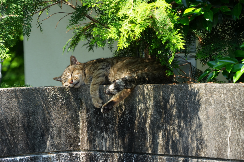 ねむり猫その弐