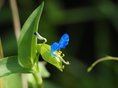 ツユクサの蒼