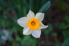 スイセンの花