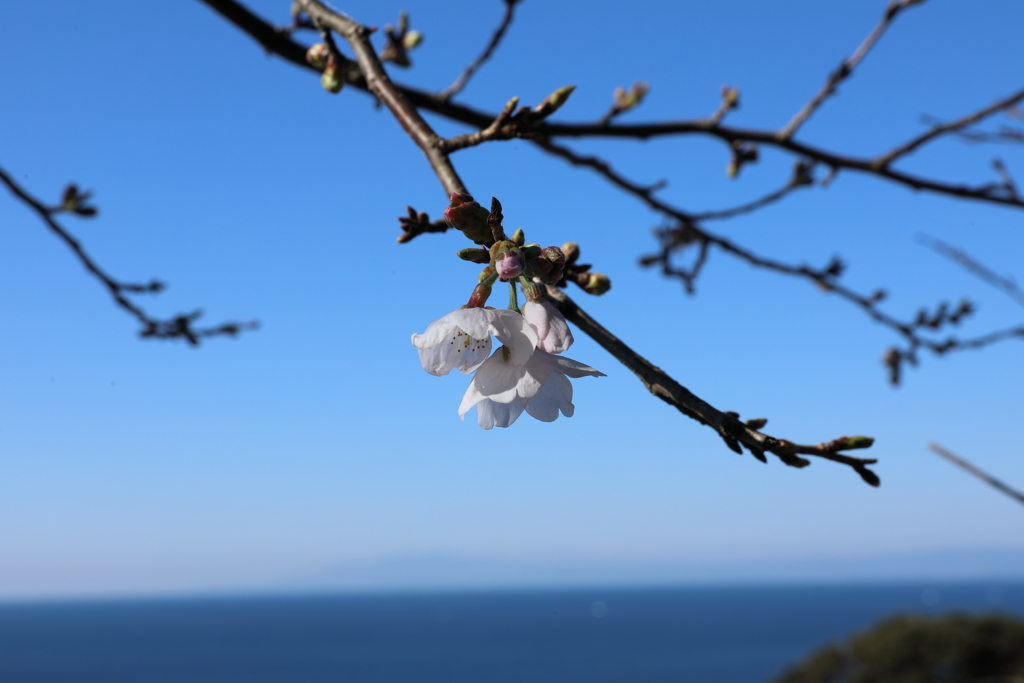 桜と海