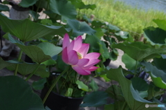 洪湖紅蓮