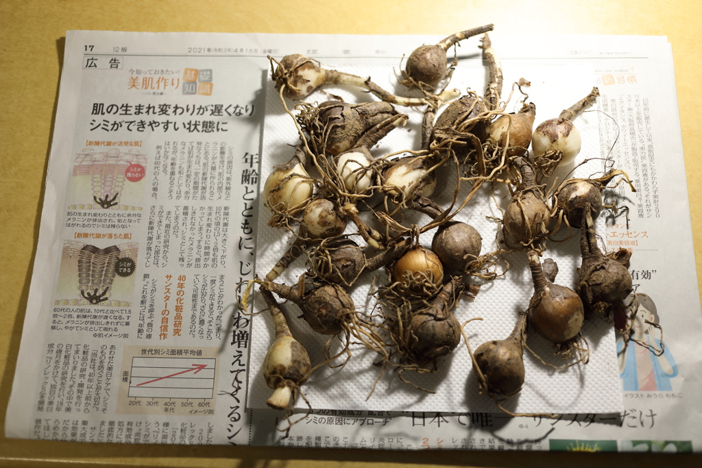 曼殊沙華