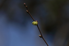 きっと・・・咲ける