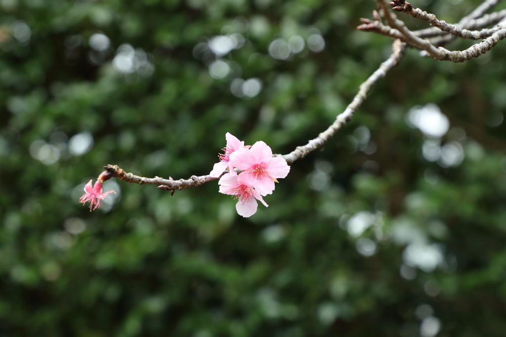 河津桜