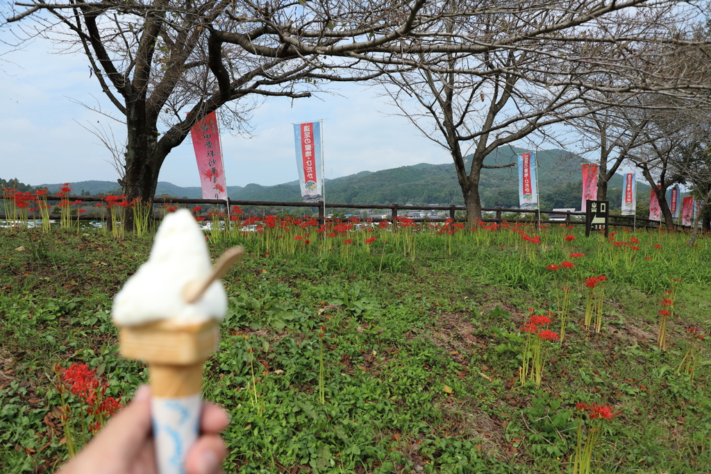 曼珠沙華祭り('ω')ノ