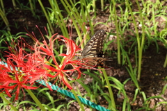 蝶と曼珠沙華