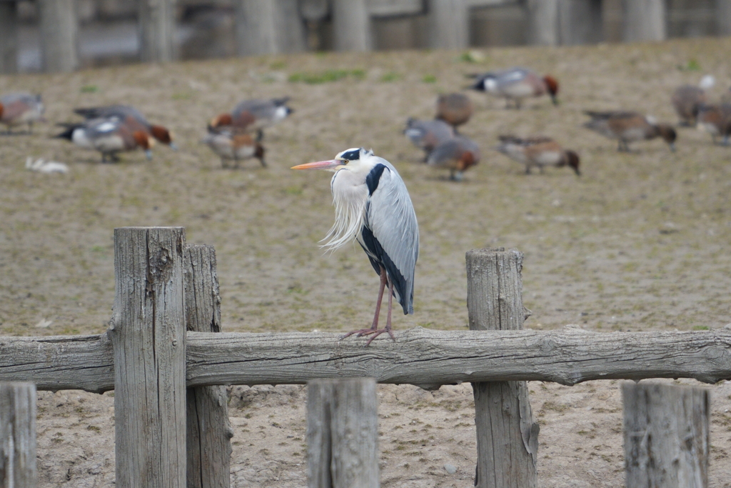 野鳥撮り倶楽部