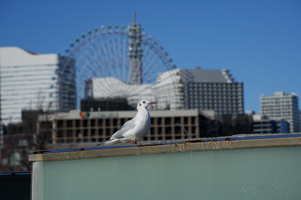 胸を張って