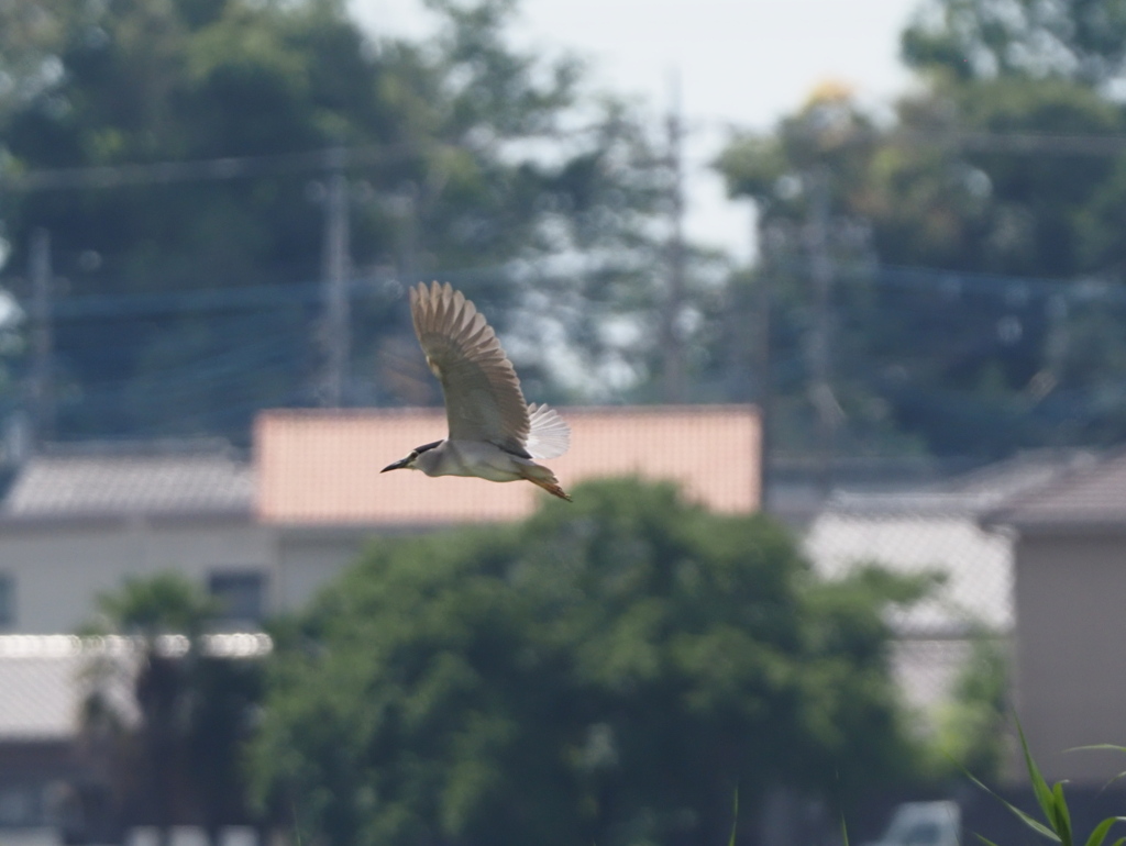 ゴイサギのほぼ成鳥？