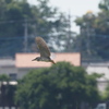 ゴイサギのほぼ成鳥？