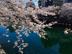 桜木町で桜