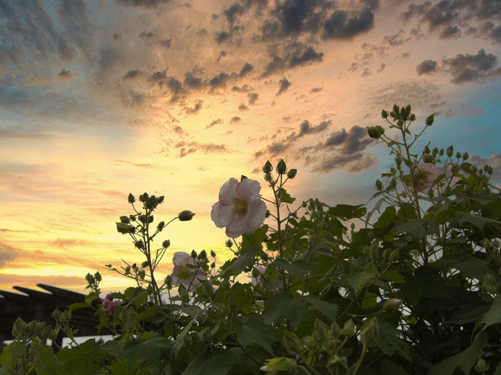 芙蓉の花と秋の空