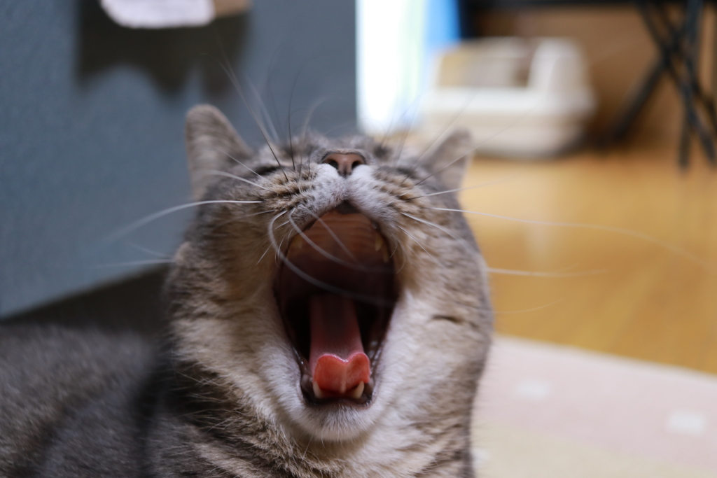 たいくツー