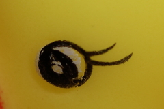 何でしょうか？その2