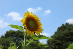 ひまわり