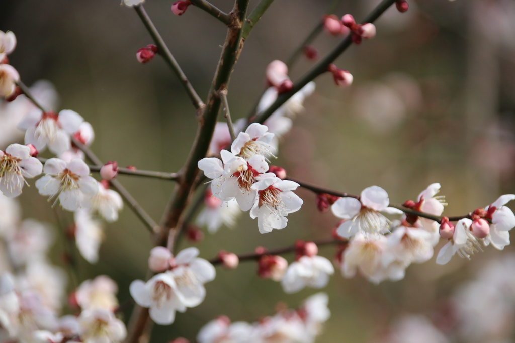 ume