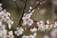 ume