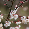 ume