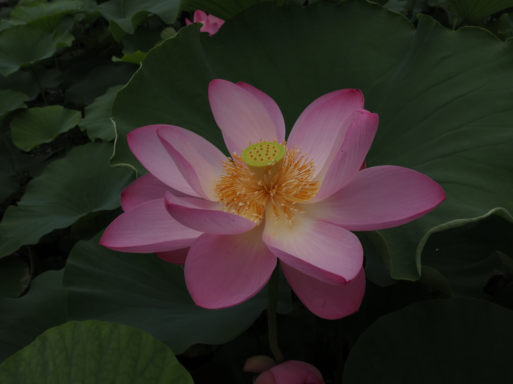 大きな蓮の花