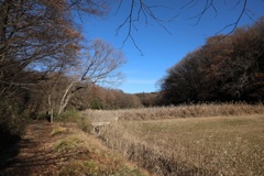 里山の冬