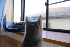 かたなし