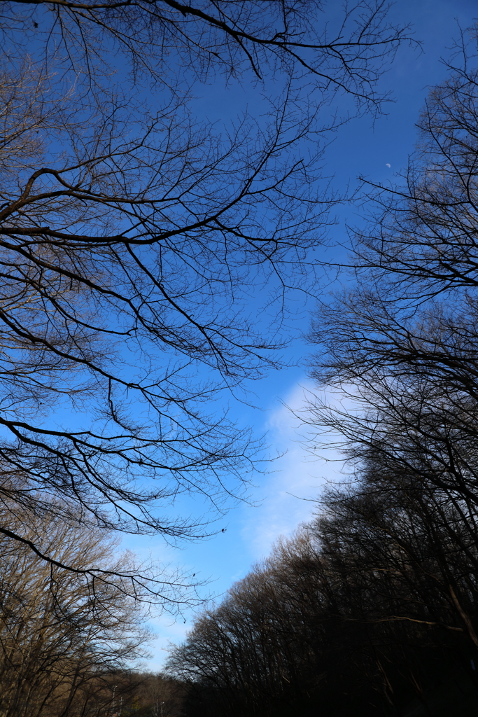 冬の樹々と遠くの月