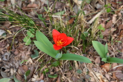 紅