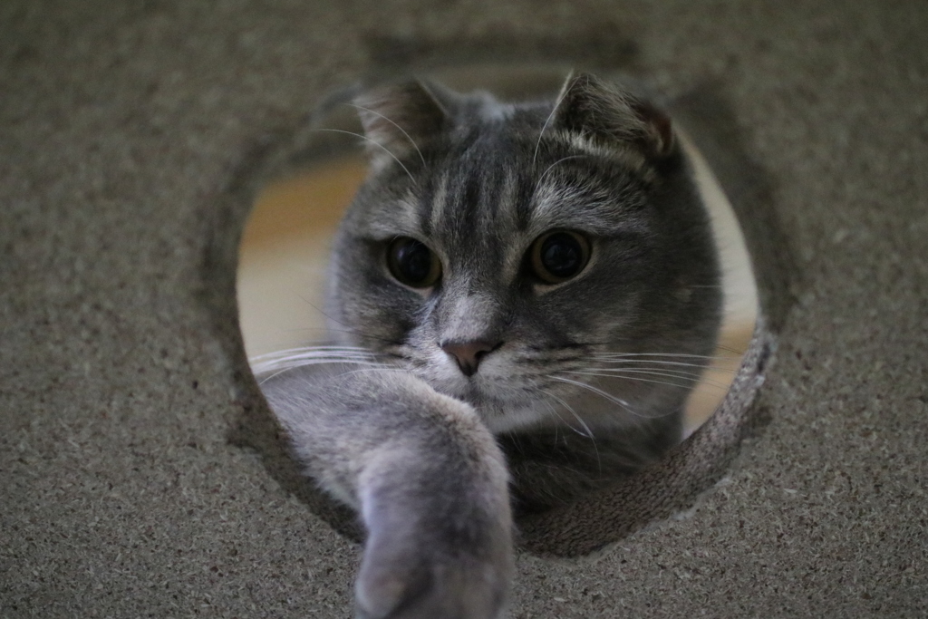 にゃん！