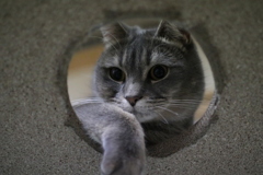 にゃん！