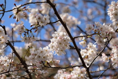 家でお花見