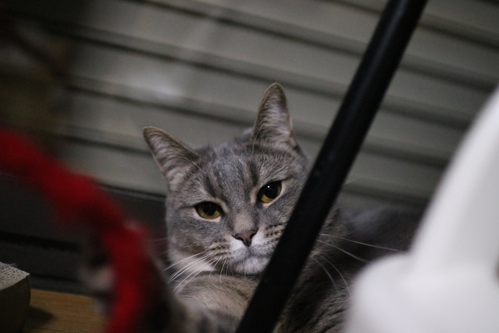 まがお