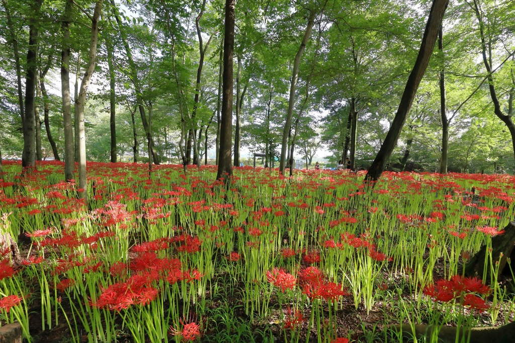 曼珠沙華