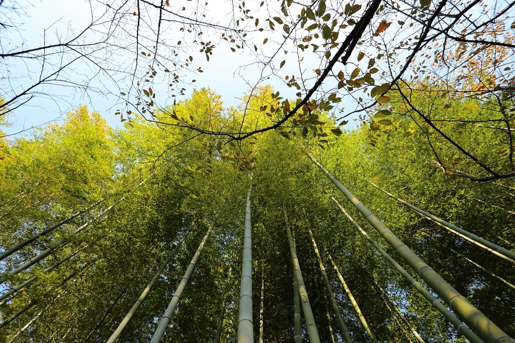 竹林と紅葉