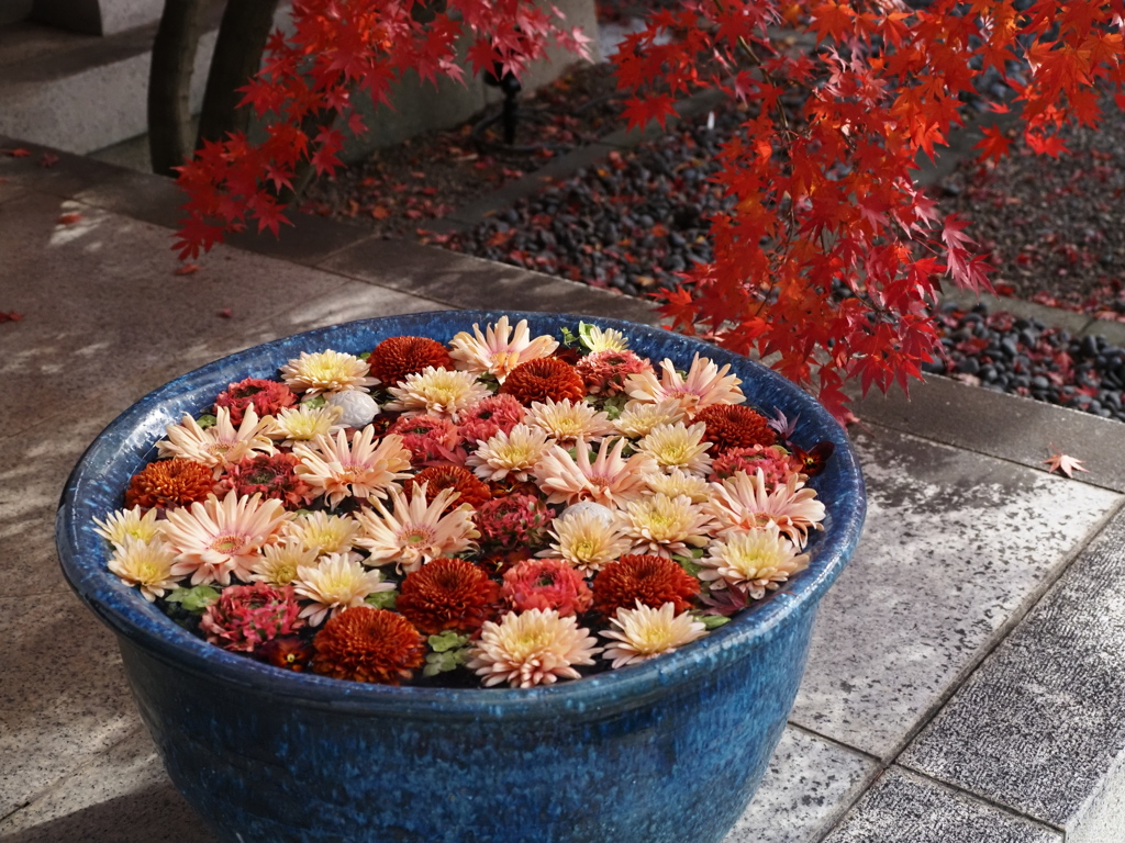 花手水と紅葉