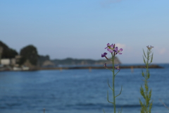 海と花