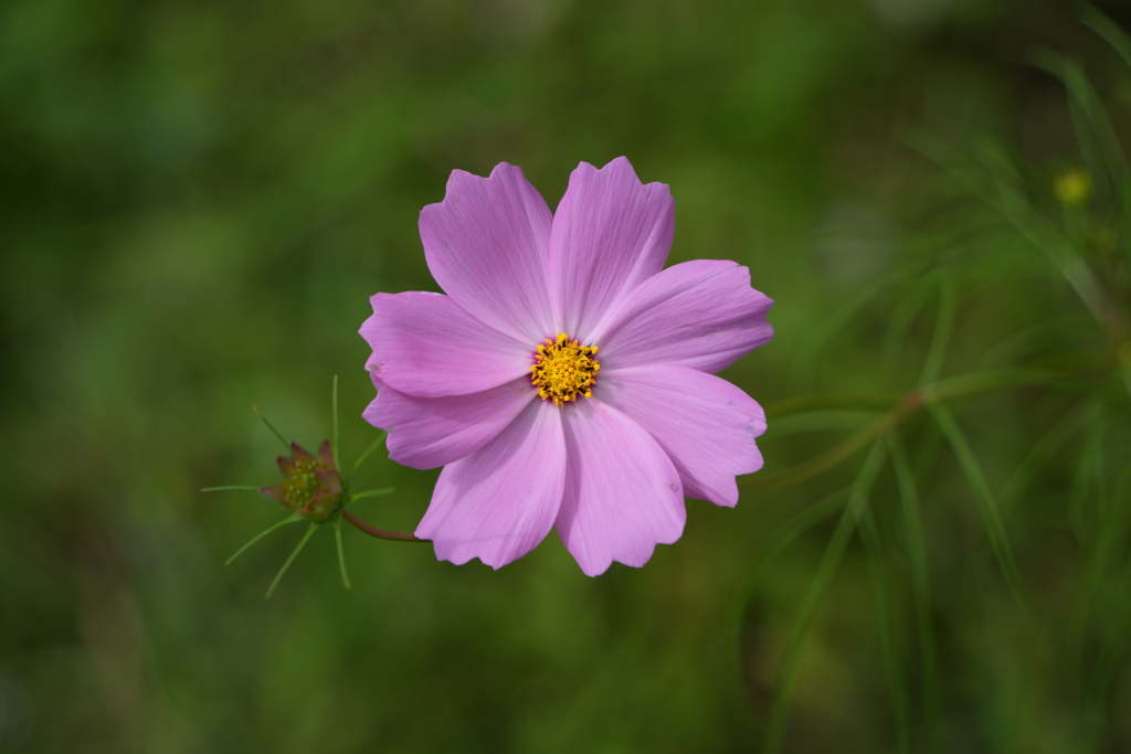 秋桜