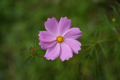 秋桜